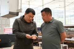 长出的秧苗还划一